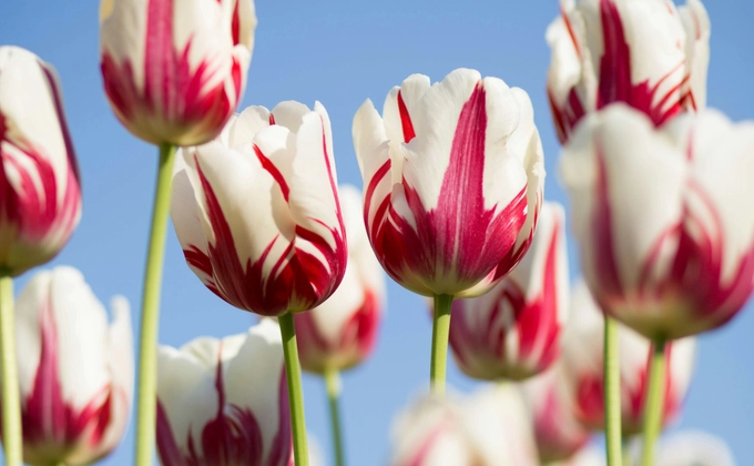 A spray of blooming tuliips
