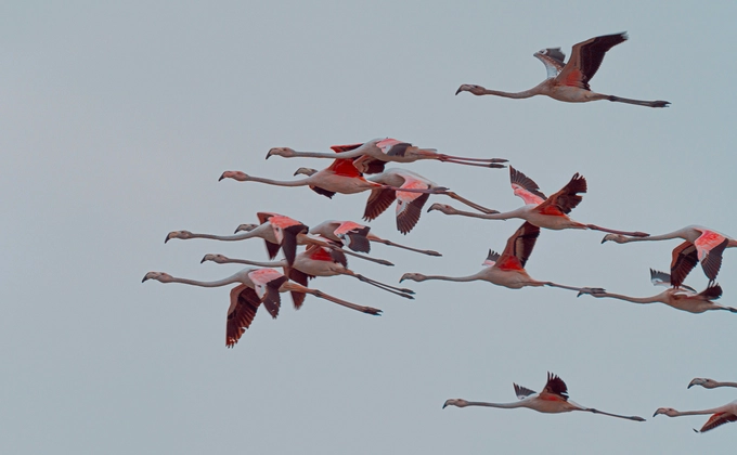 A group of colorful birds flying