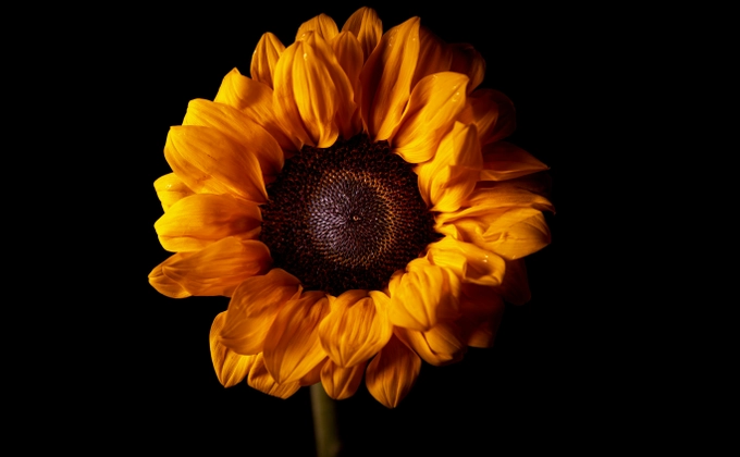 beautiful sunflower