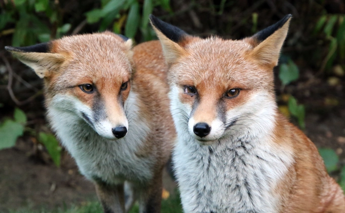 Two Foxes side by side