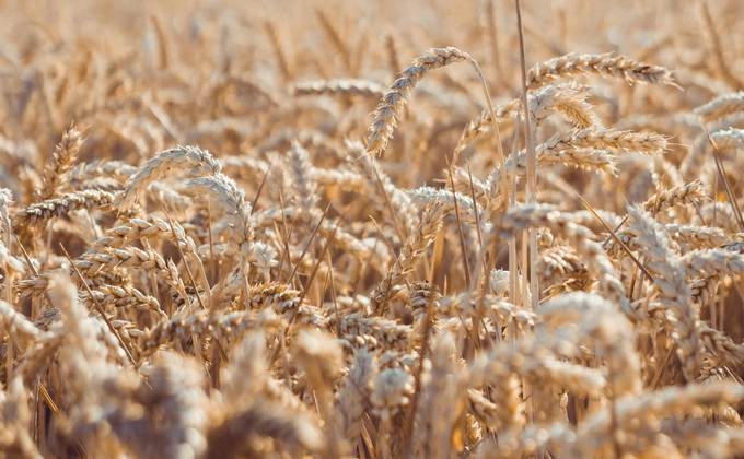 A wheat field full of ripe harvest