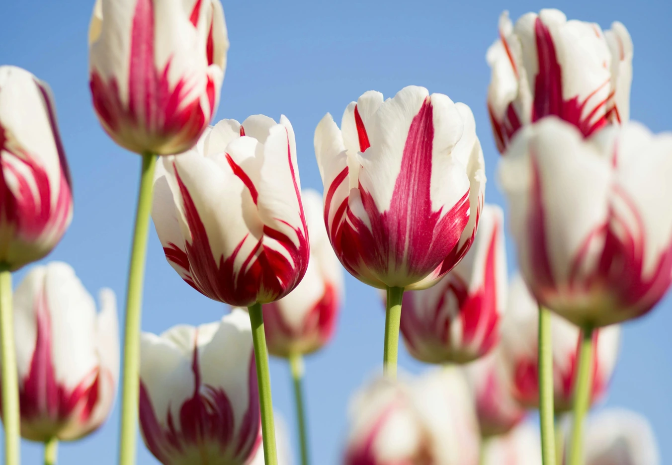 A spray of blooming tuliips