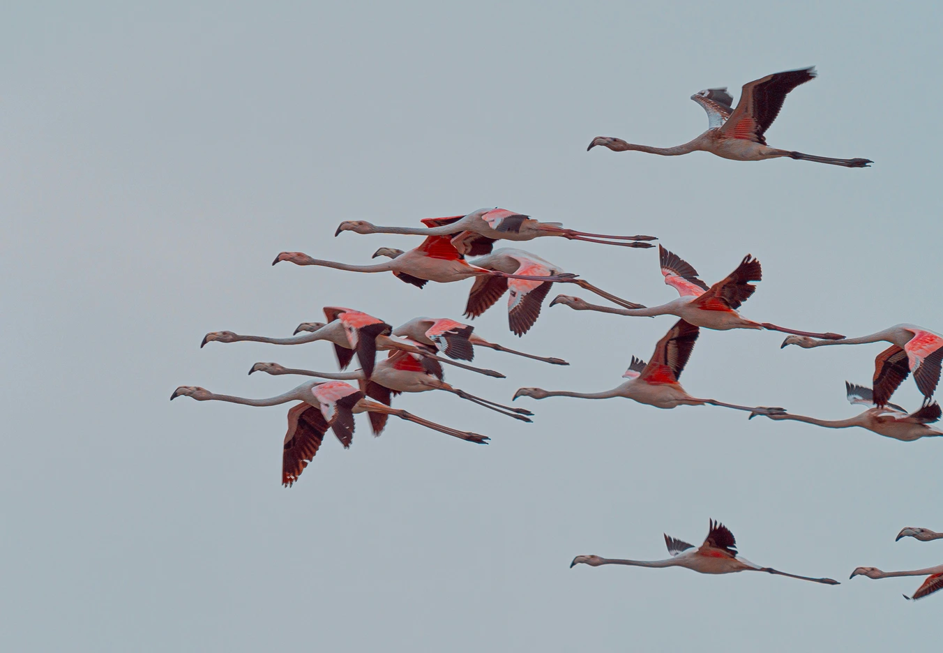 A group of colorful birds flying