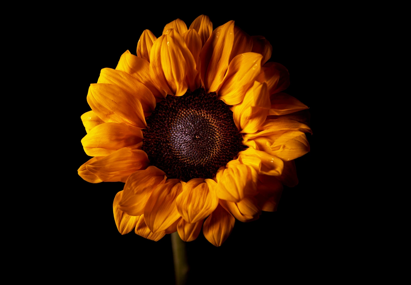 beautiful sunflower