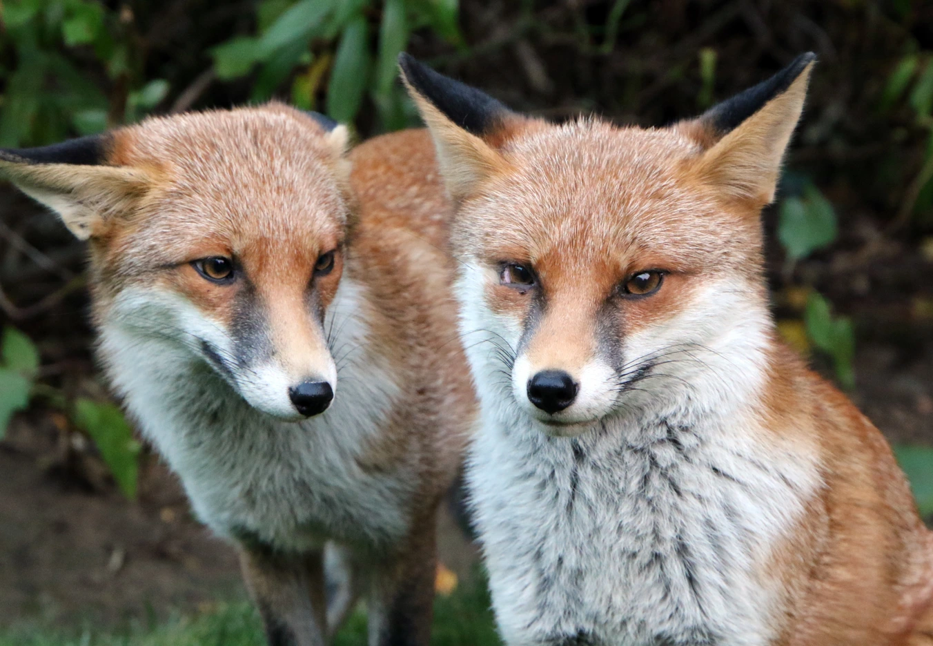 Two Foxes side by side