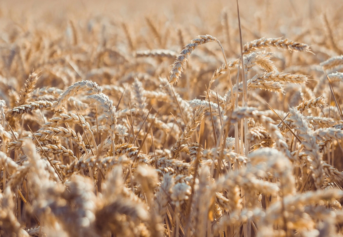 A wheat field full of ripe harvest